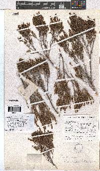 Erica rigidula image