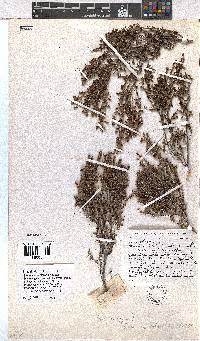 Erica rigidula image