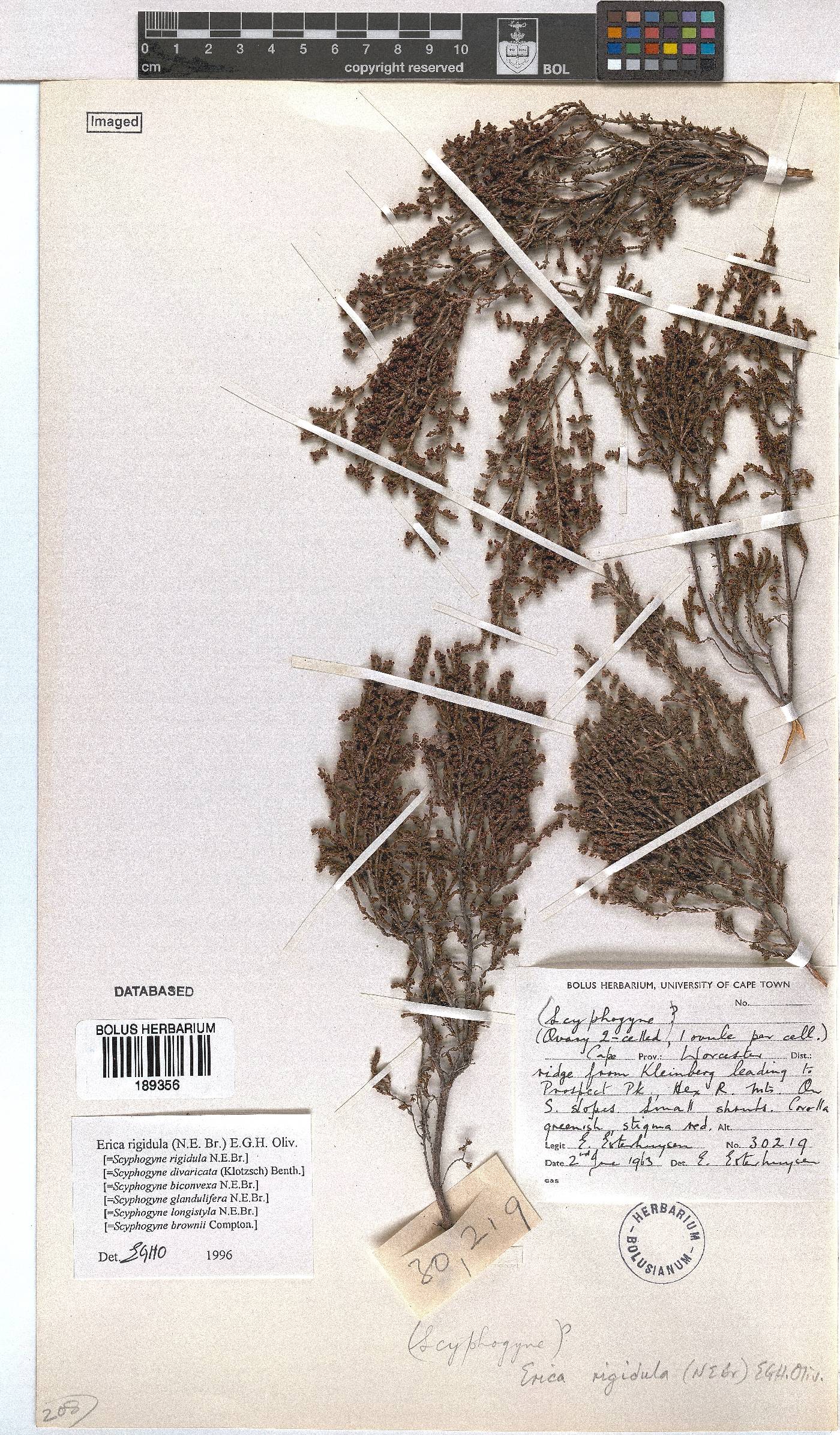 Erica rigidula image