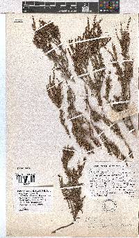 Erica rigidula image