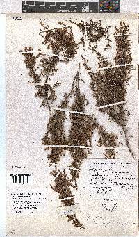 Erica rigidula image