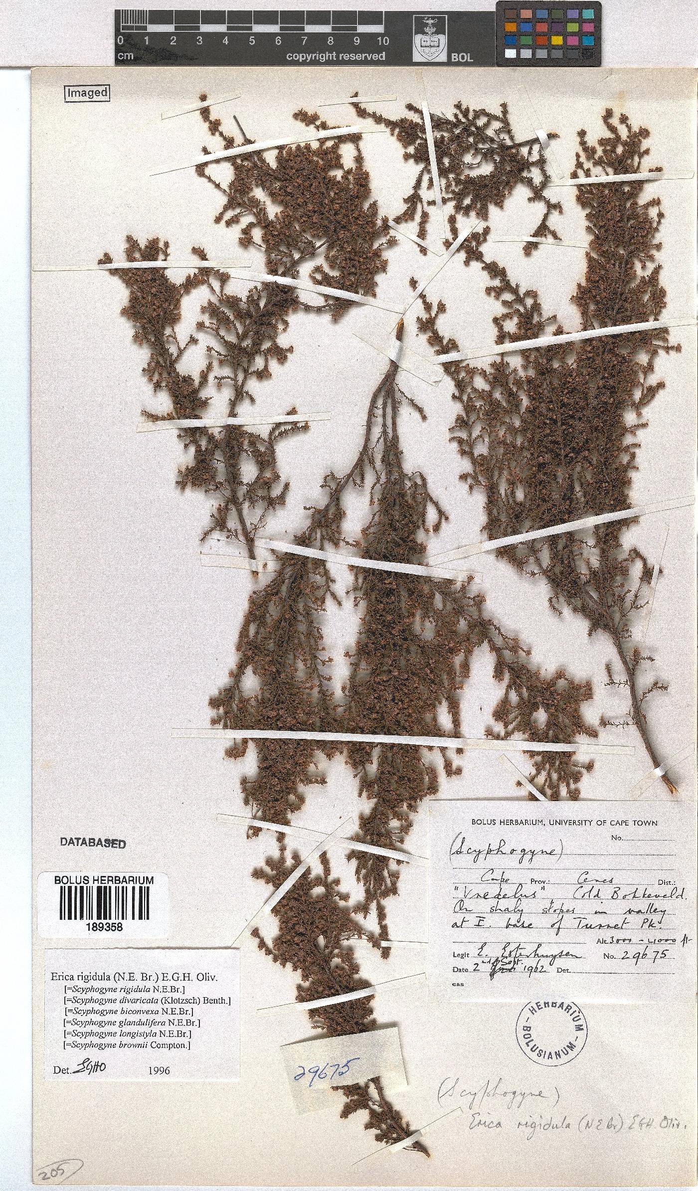 Erica rigidula image