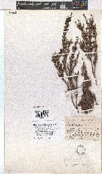 Erica rigidula image