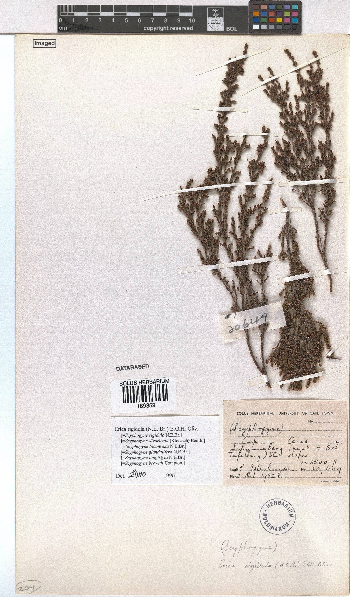 Erica rigidula image