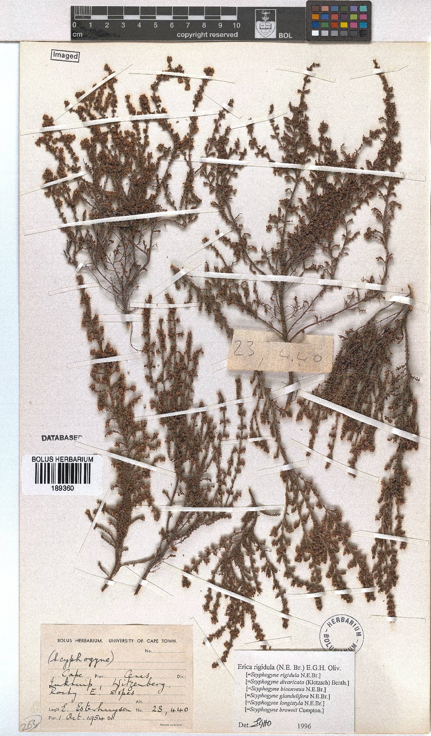 Erica rigidula image