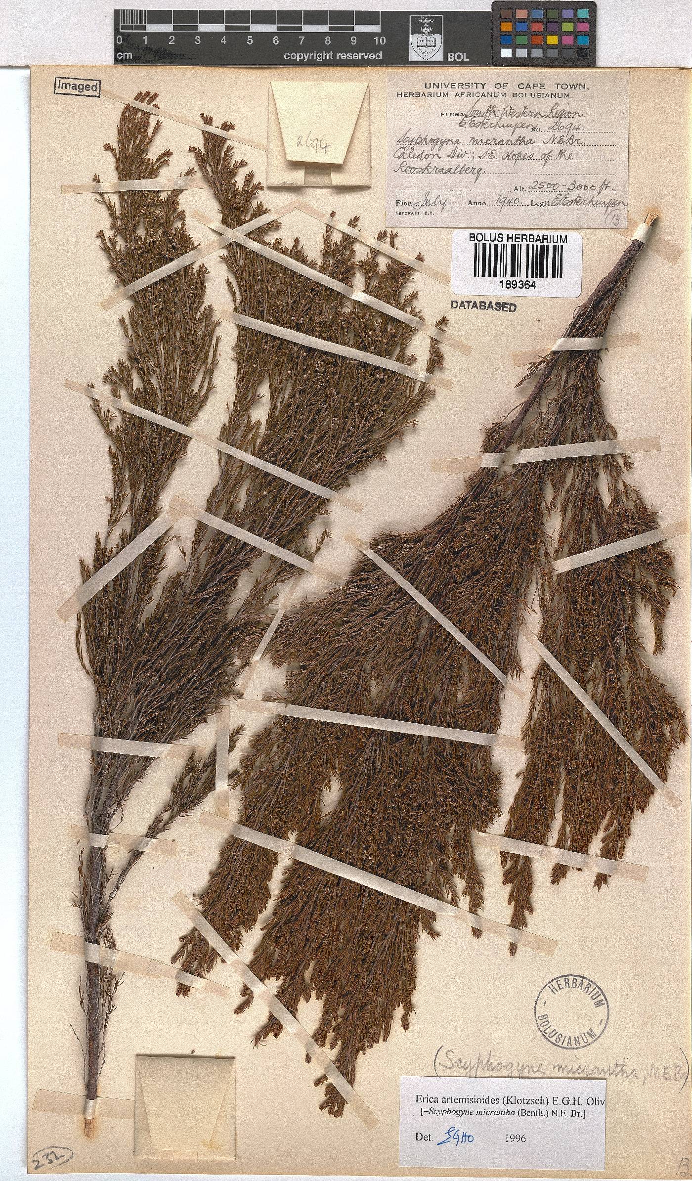 Erica artemisioides image