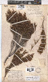 Erica artemisioides image