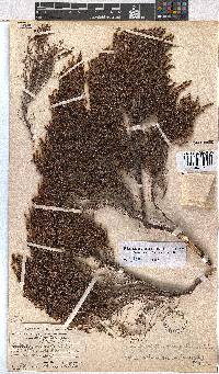 Erica artemisioides image