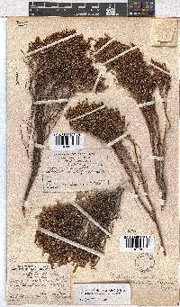 Erica artemisioides image