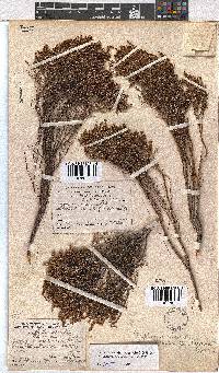 Erica artemisioides image