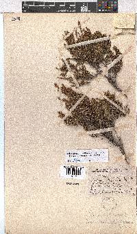 Erica artemisioides image