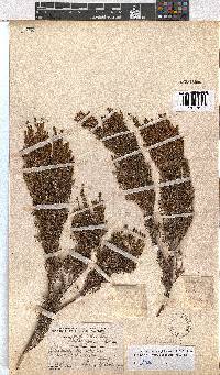 Erica artemisioides image