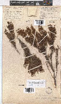 Erica artemisioides image