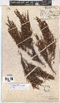 Erica artemisioides image