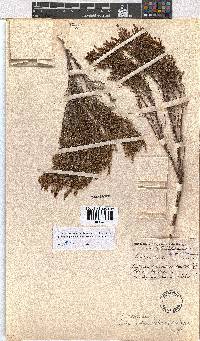 Erica artemisioides image