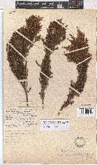 Erica artemisioides image