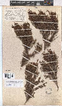 Erica artemisioides image