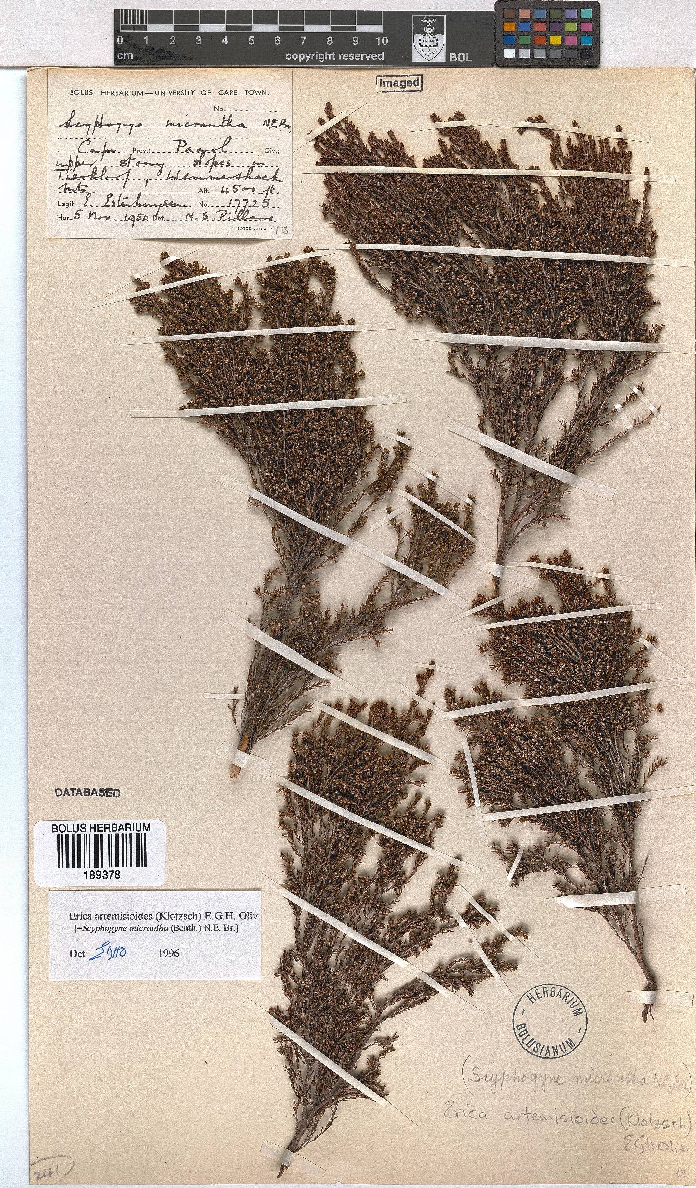 Erica artemisioides image