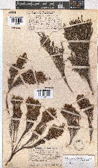 Erica artemisioides image