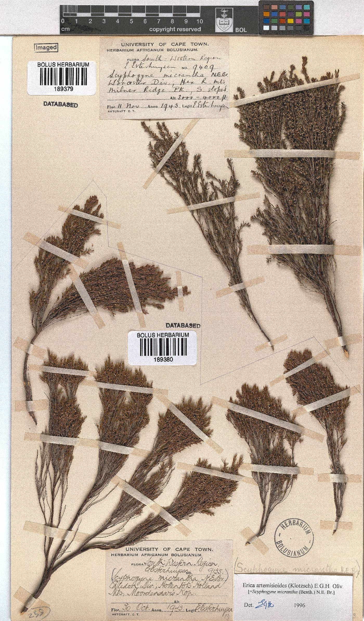 Erica artemisioides image