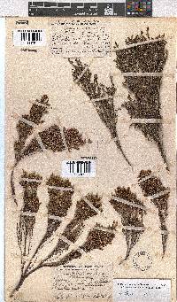 Erica artemisioides image