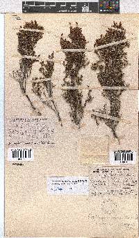 Erica artemisioides image