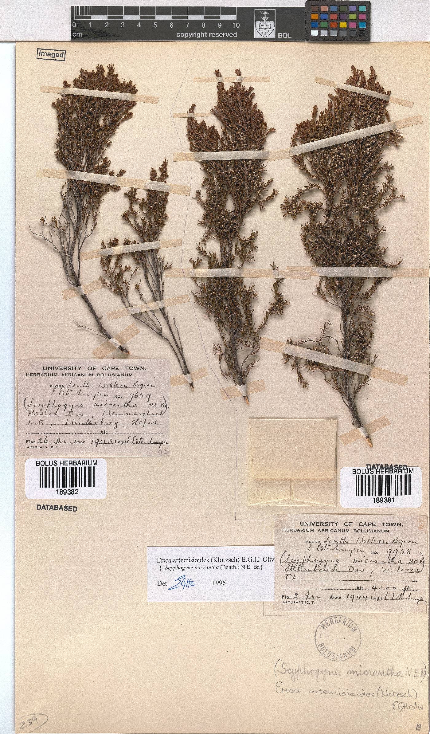 Erica artemisioides image
