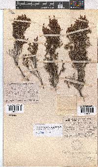 Erica artemisioides image