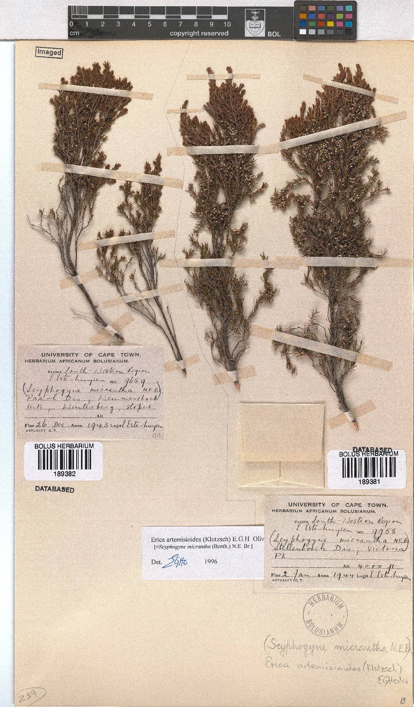 Erica artemisioides image