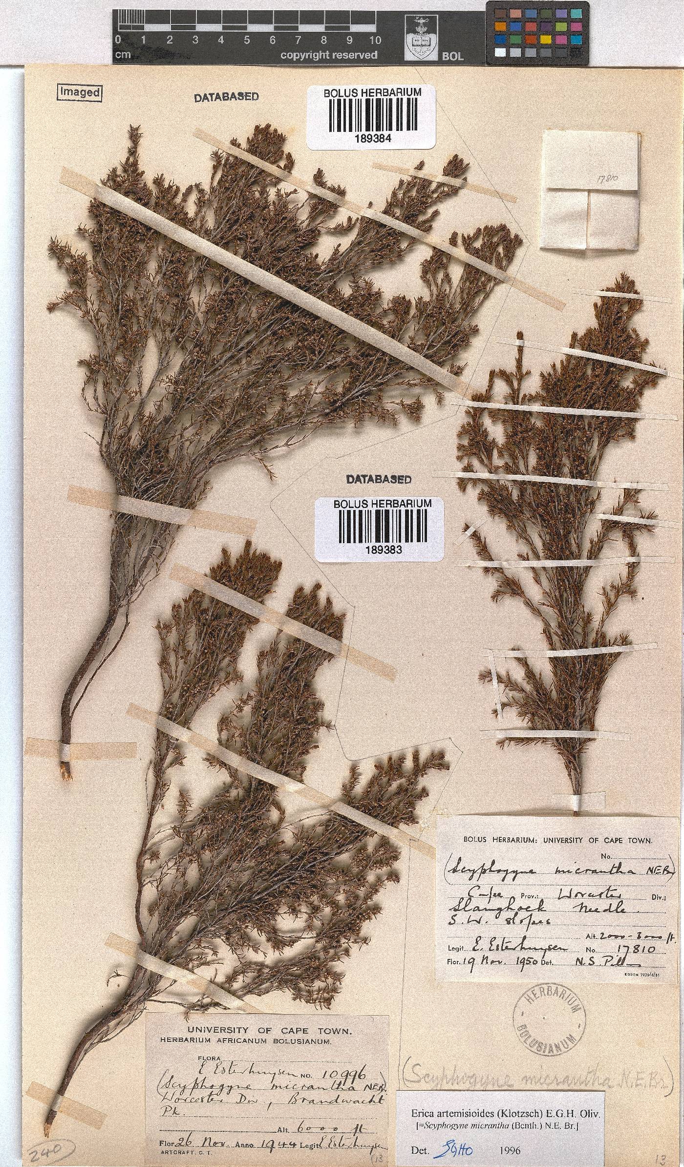 Erica artemisioides image
