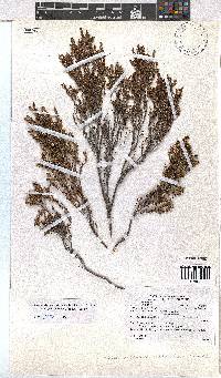 Erica artemisioides image