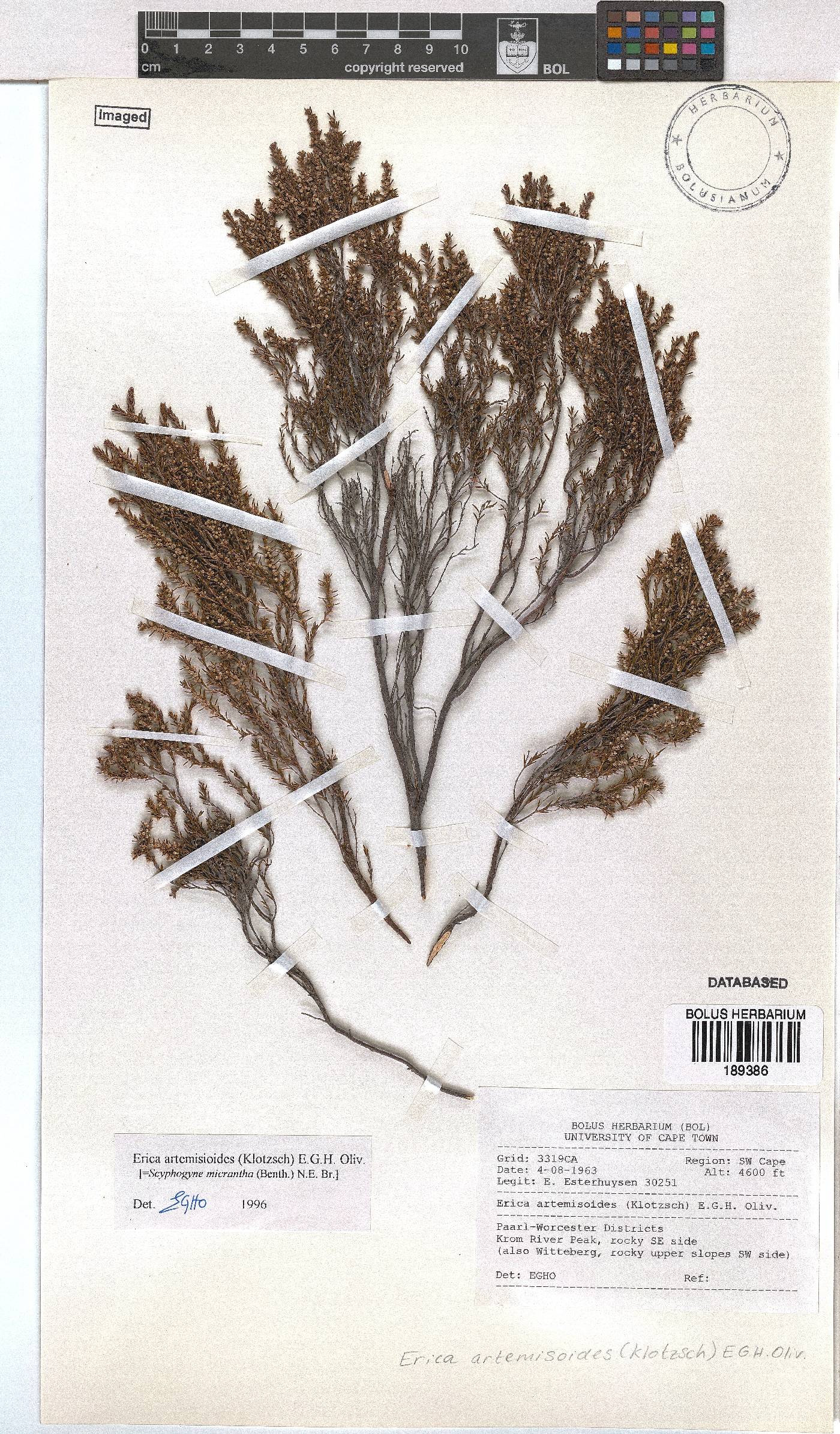 Erica artemisioides image