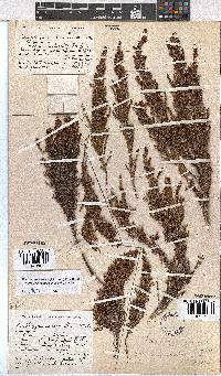 Erica artemisioides image