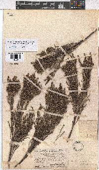 Erica artemisioides image