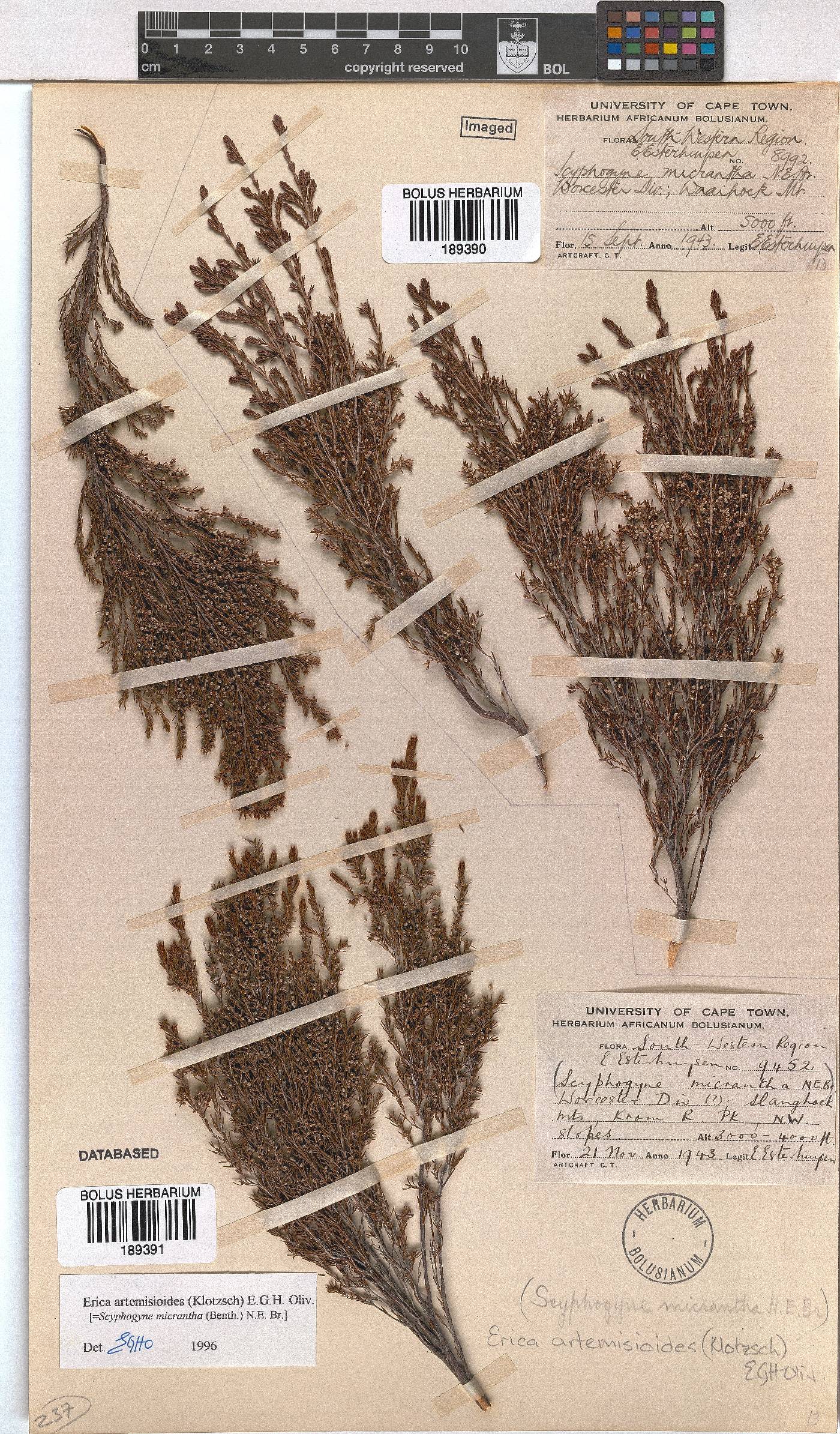 Erica artemisioides image