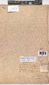 Erica artemisioides image