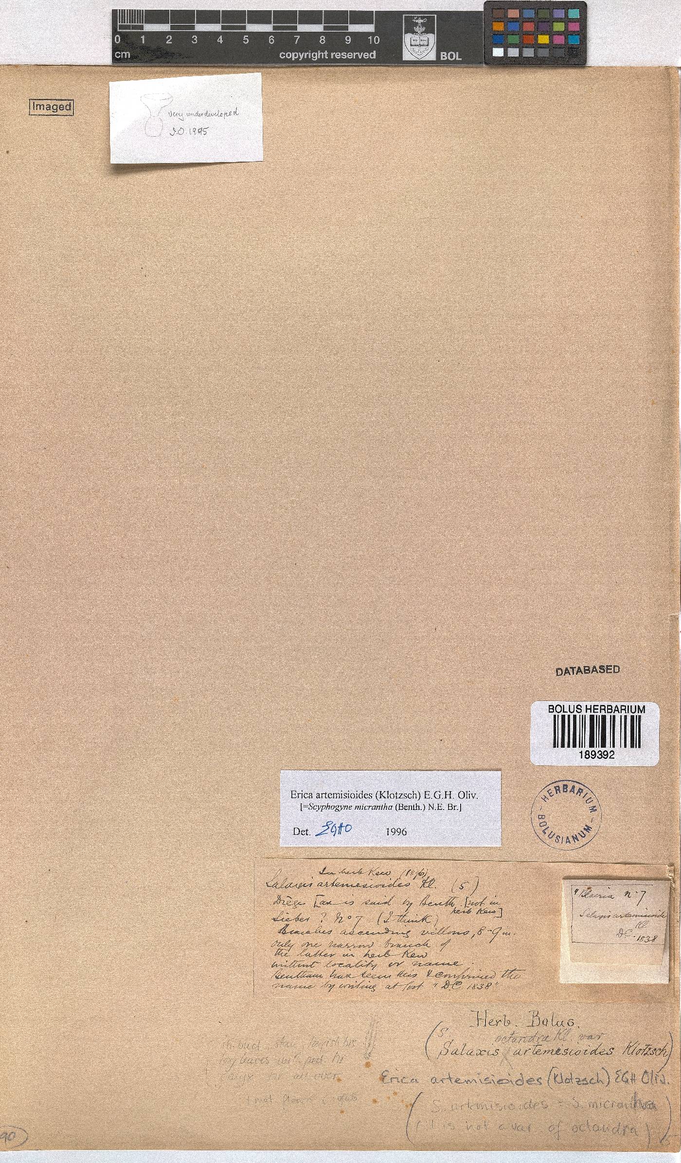 Erica artemisioides image