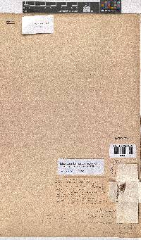 Erica artemisioides image