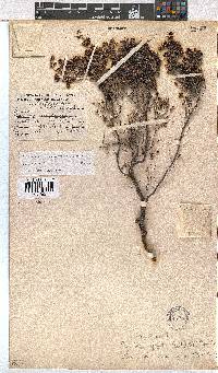 Erica benthamiana image