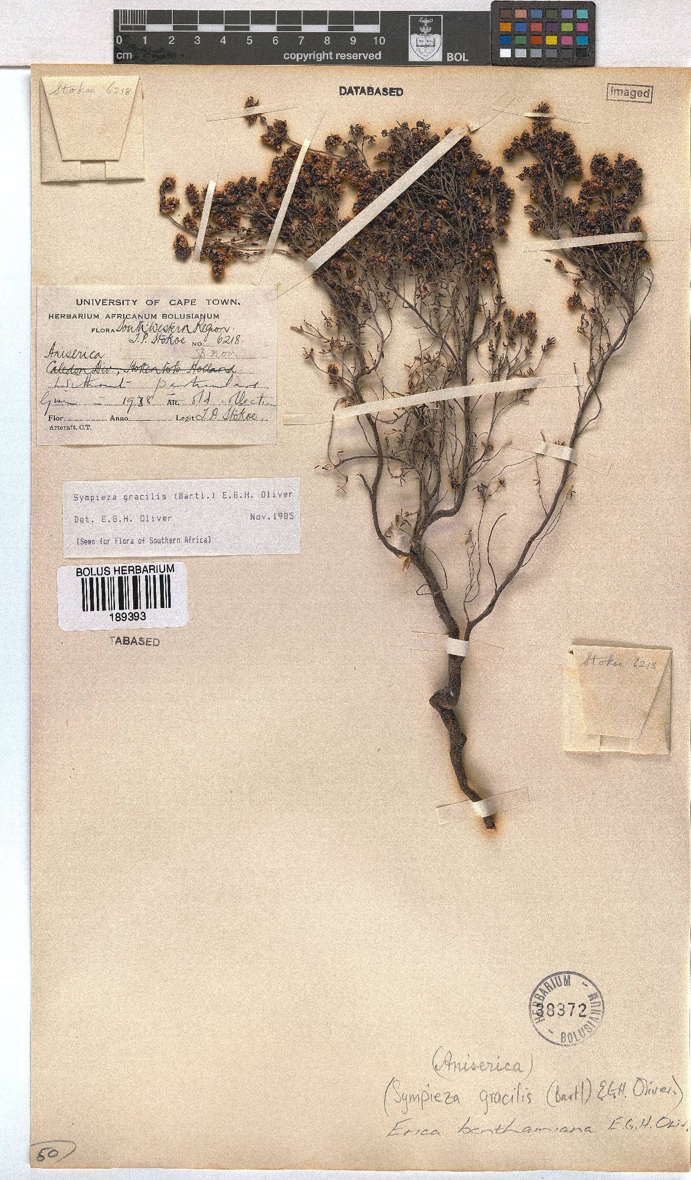 Erica benthamiana image