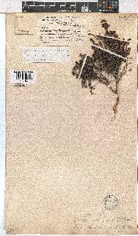 Erica benthamiana image