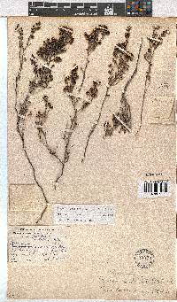 Erica benthamiana image