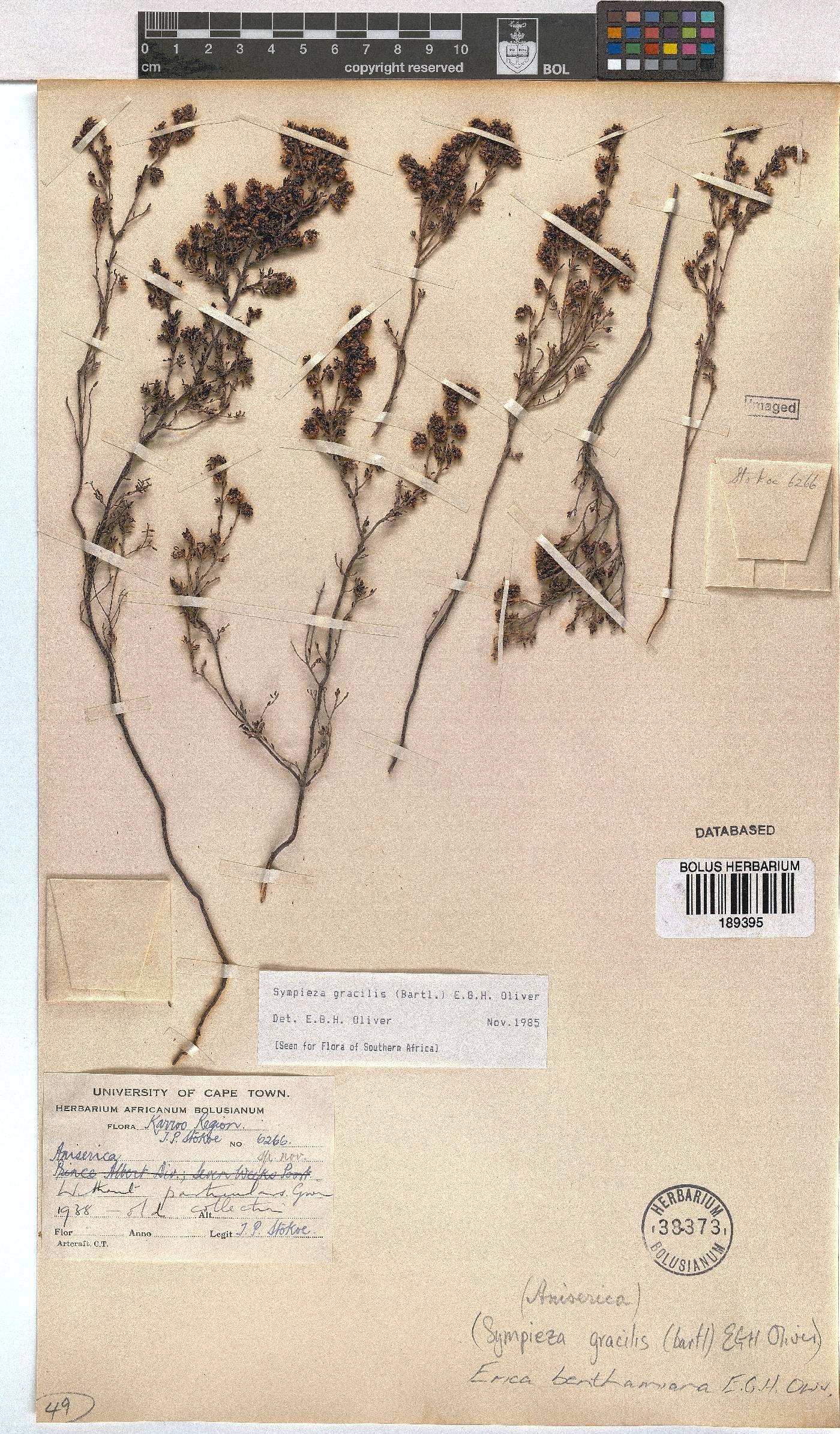 Erica benthamiana image