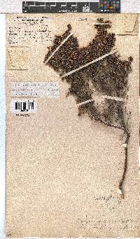 Erica benthamiana image