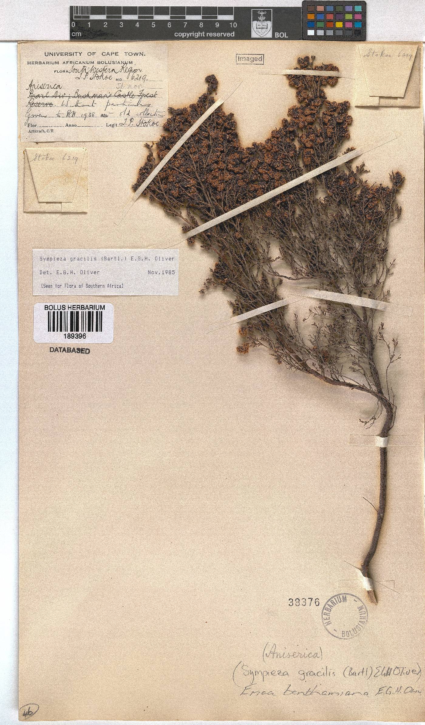 Erica benthamiana image