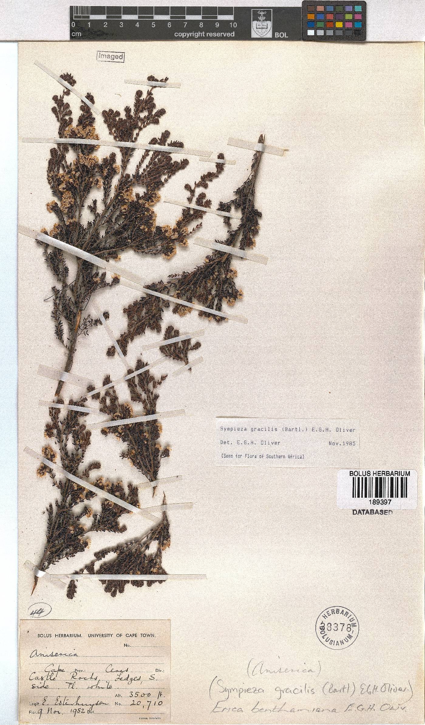 Erica benthamiana image