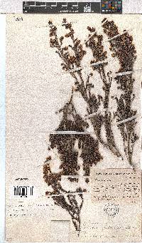 Erica benthamiana image