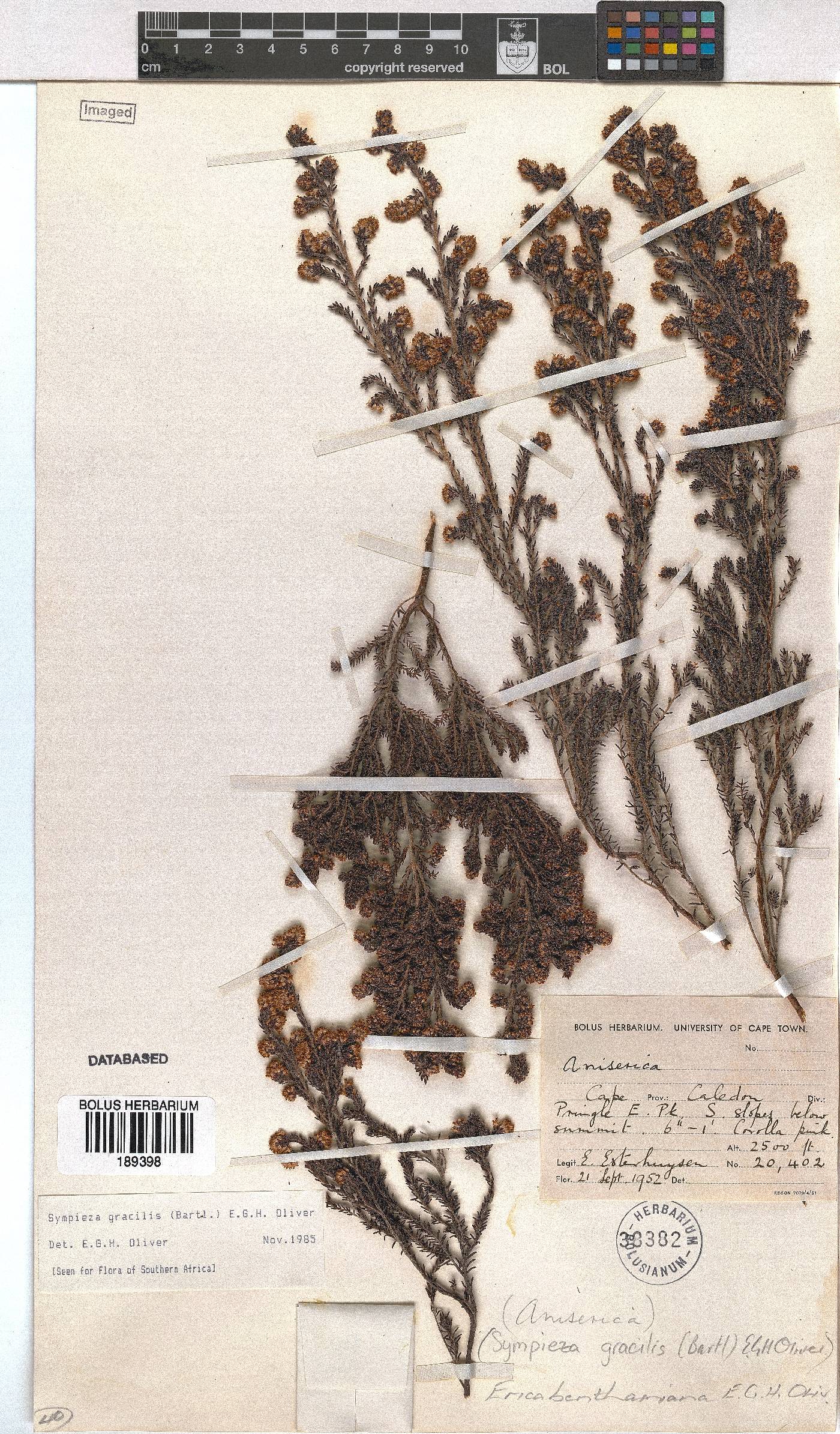 Erica benthamiana image