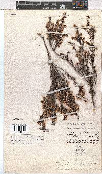 Erica benthamiana image