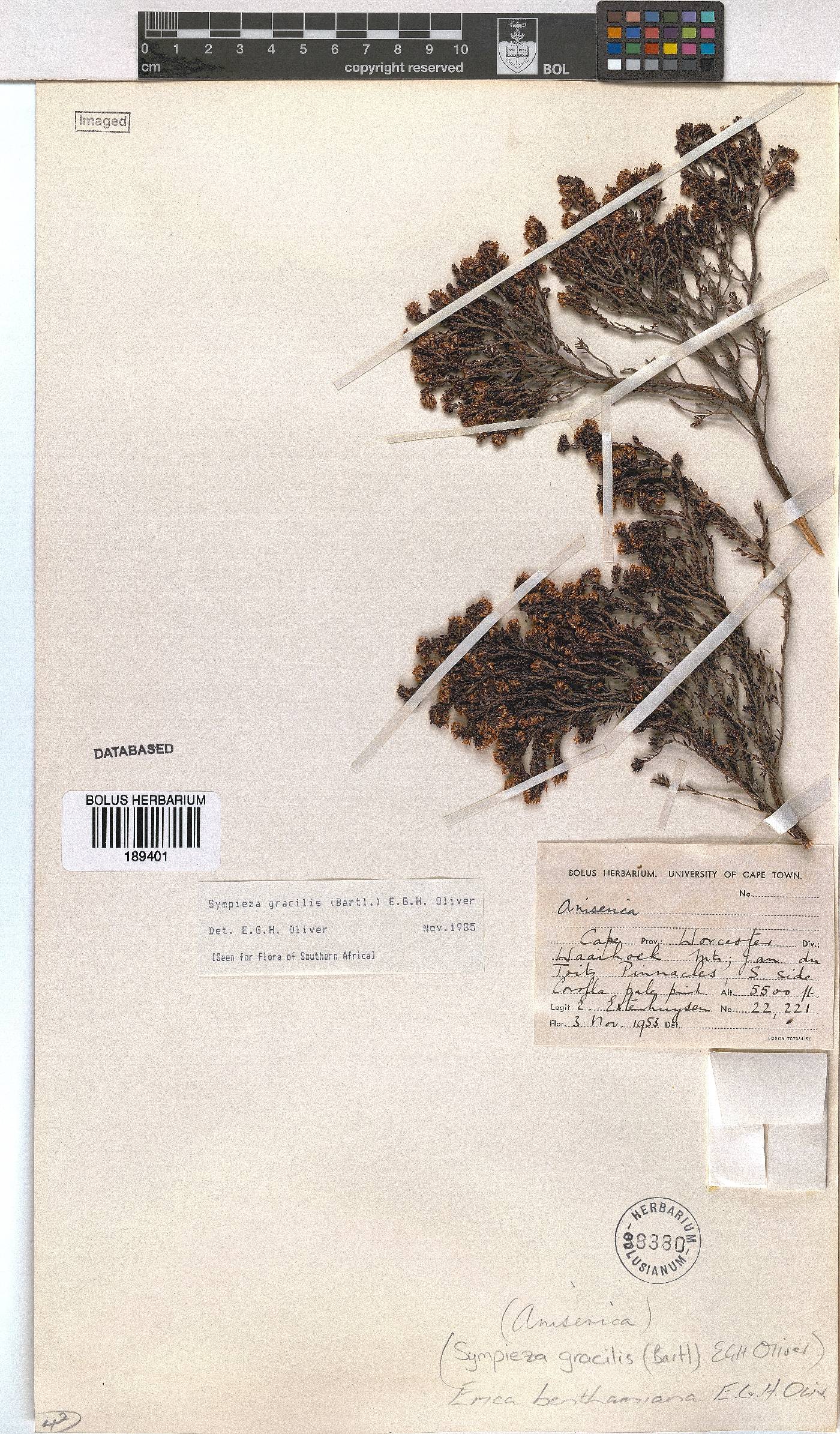 Erica benthamiana image